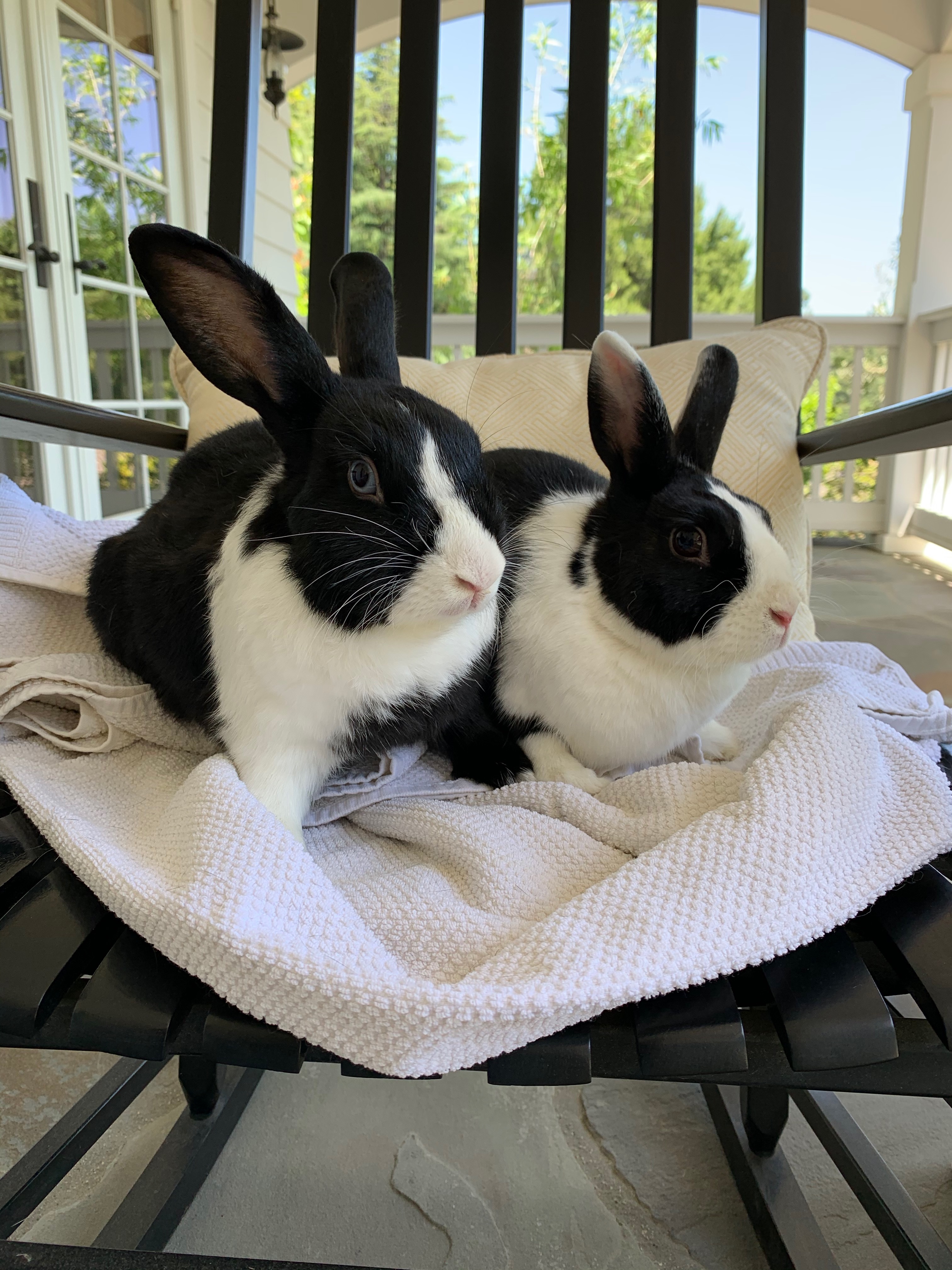 Enlarge Elio and Lula, a Adoptable Dutch in Los Angeles, CA image 8/12