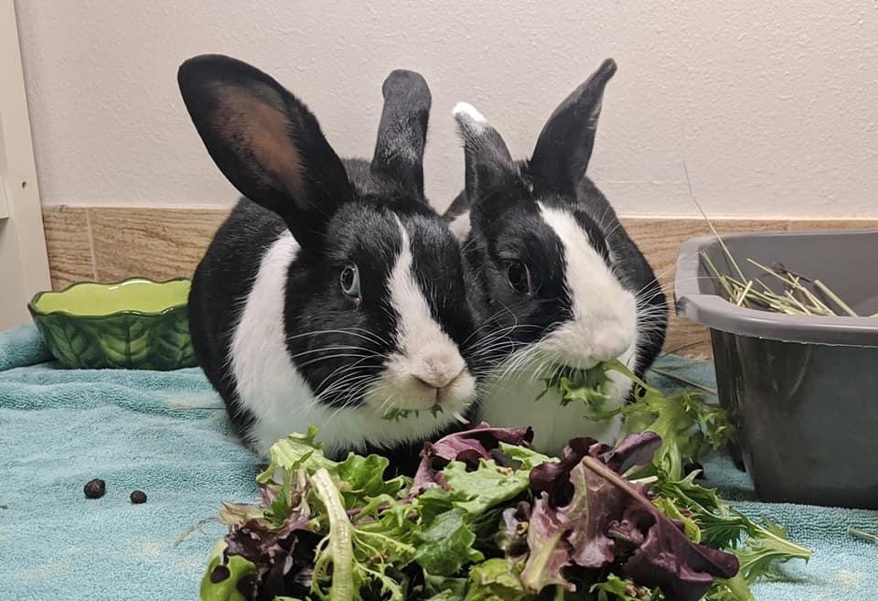 Enlarge Elio and Lula, a Adoptable Dutch in Los Angeles, CA image 10/12