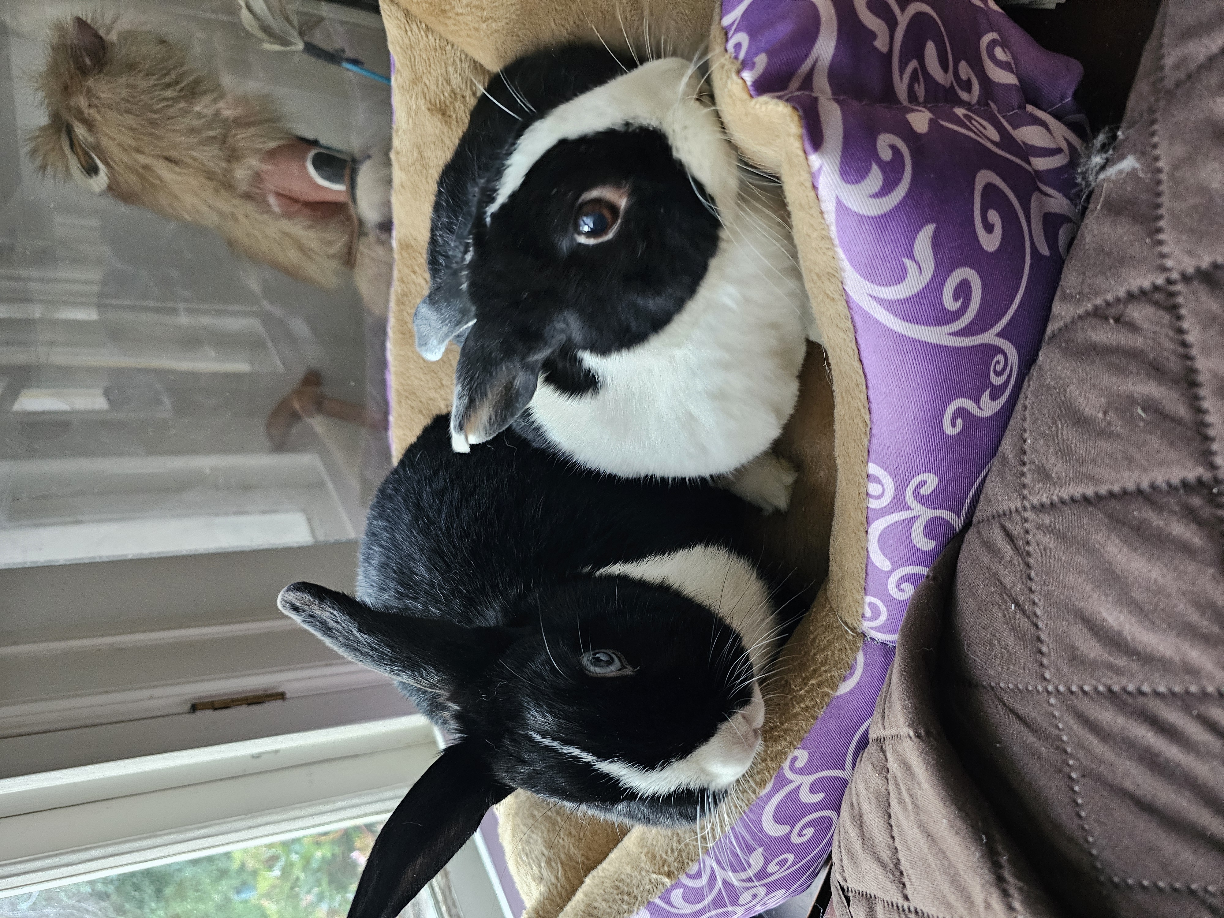 Elio and Lula, a Adoptable Dutch in Los Angeles, CA image 1/12