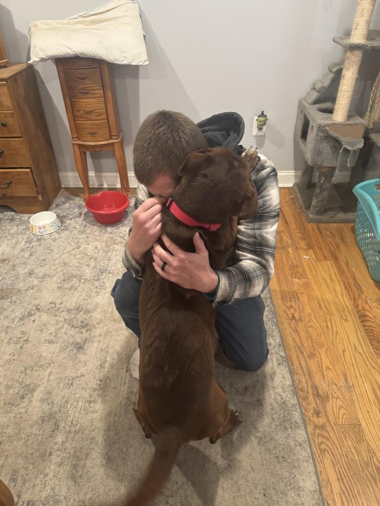 Brownie girl, Adoptable, Senior Female Labrador Retriever.