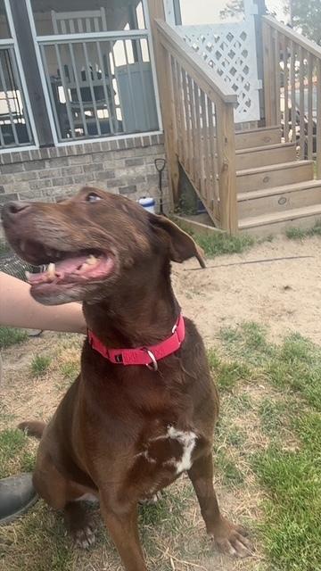 Brownie girl, a Adoptable mixed breed in Willingboro, NJ image 3/6