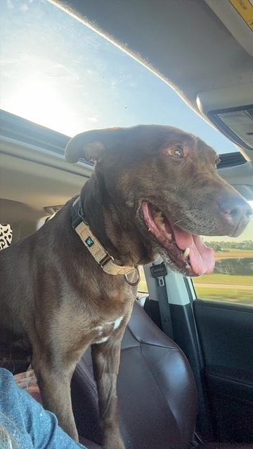 Brownie girl, a Adoptable mixed breed in Willingboro, NJ image 4/6