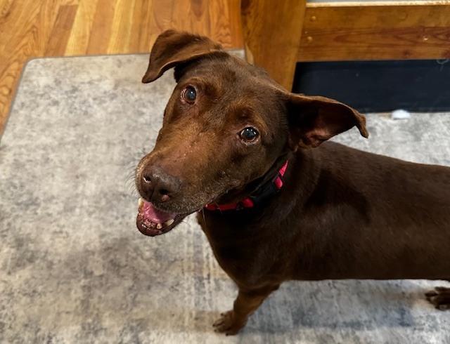 Brownie girl, a Adoptable mixed breed in Willingboro, NJ image 6/6
