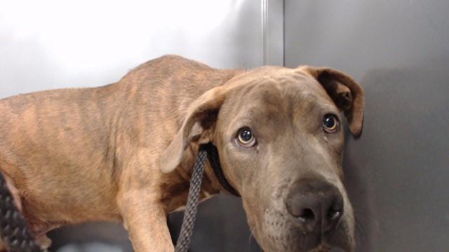 Enlarge LARRY, a Adoptable Pit Bull Terrier in Downey, CA image 1/1