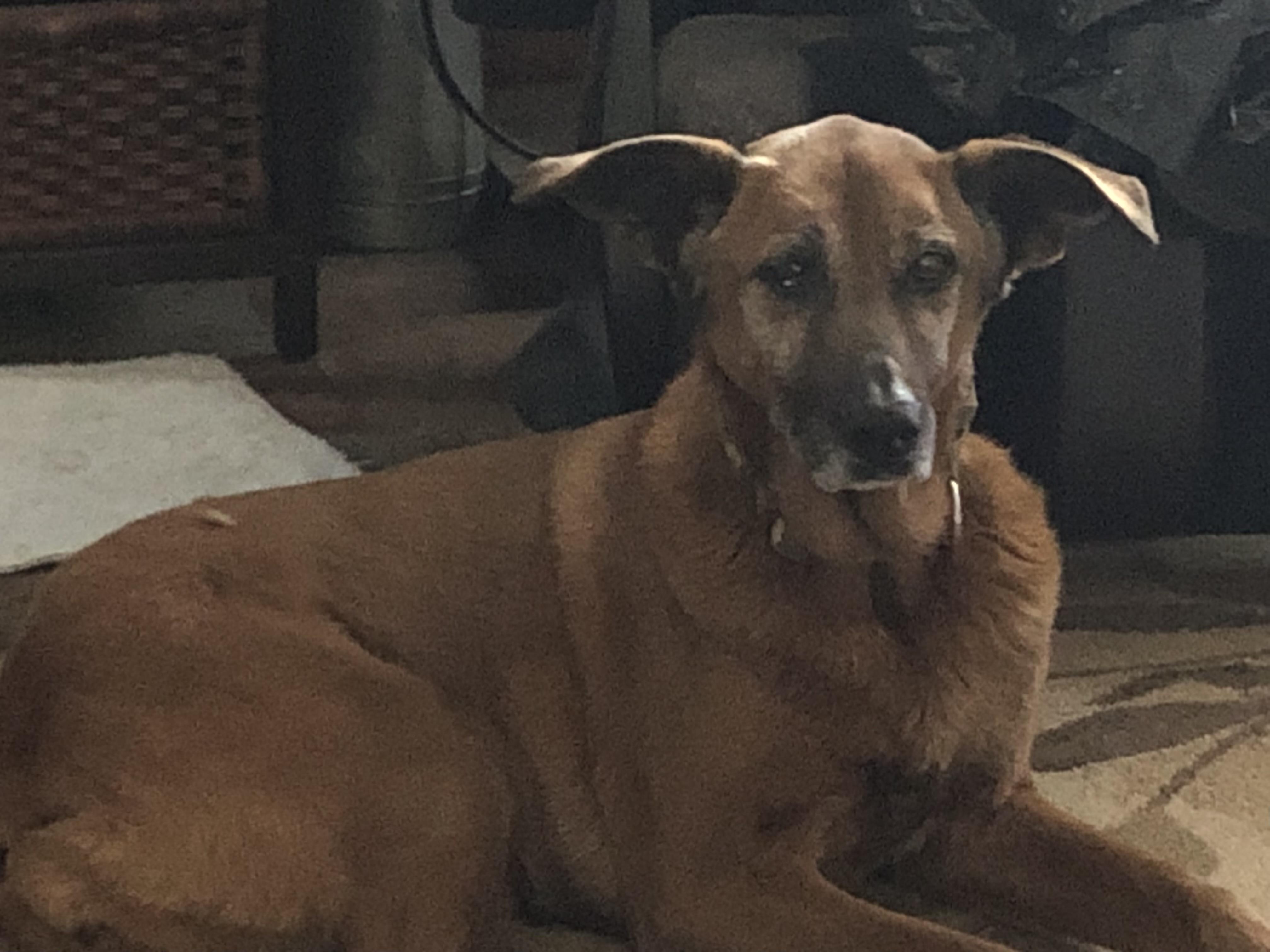 Mo, Adoptable, Senior Female German Shepherd Dog & Australian Cattle Dog / Blue Heeler.