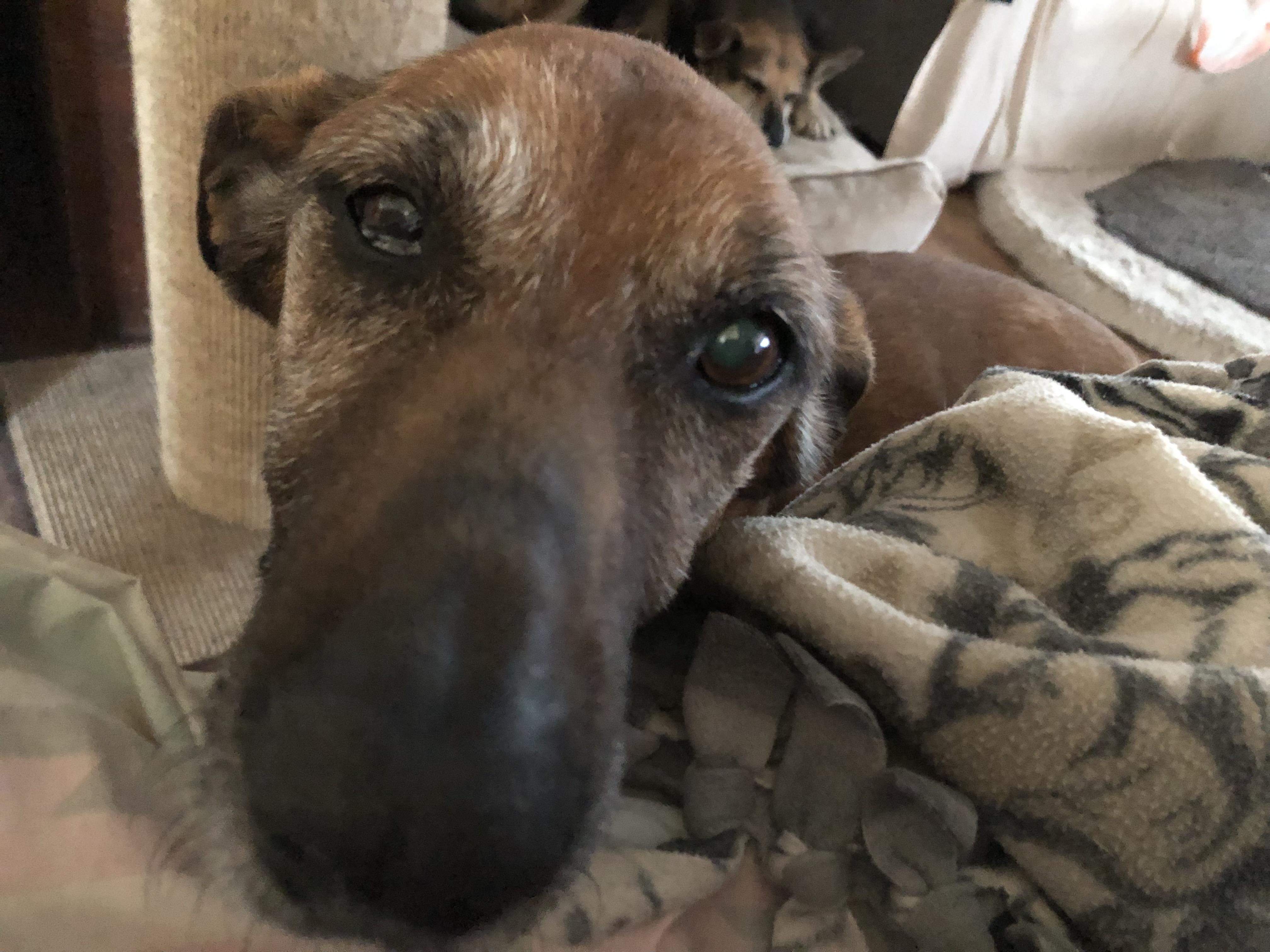 Enlarge Mo, a Adoptable mixed breed in Rough And Ready, CA image 2/4