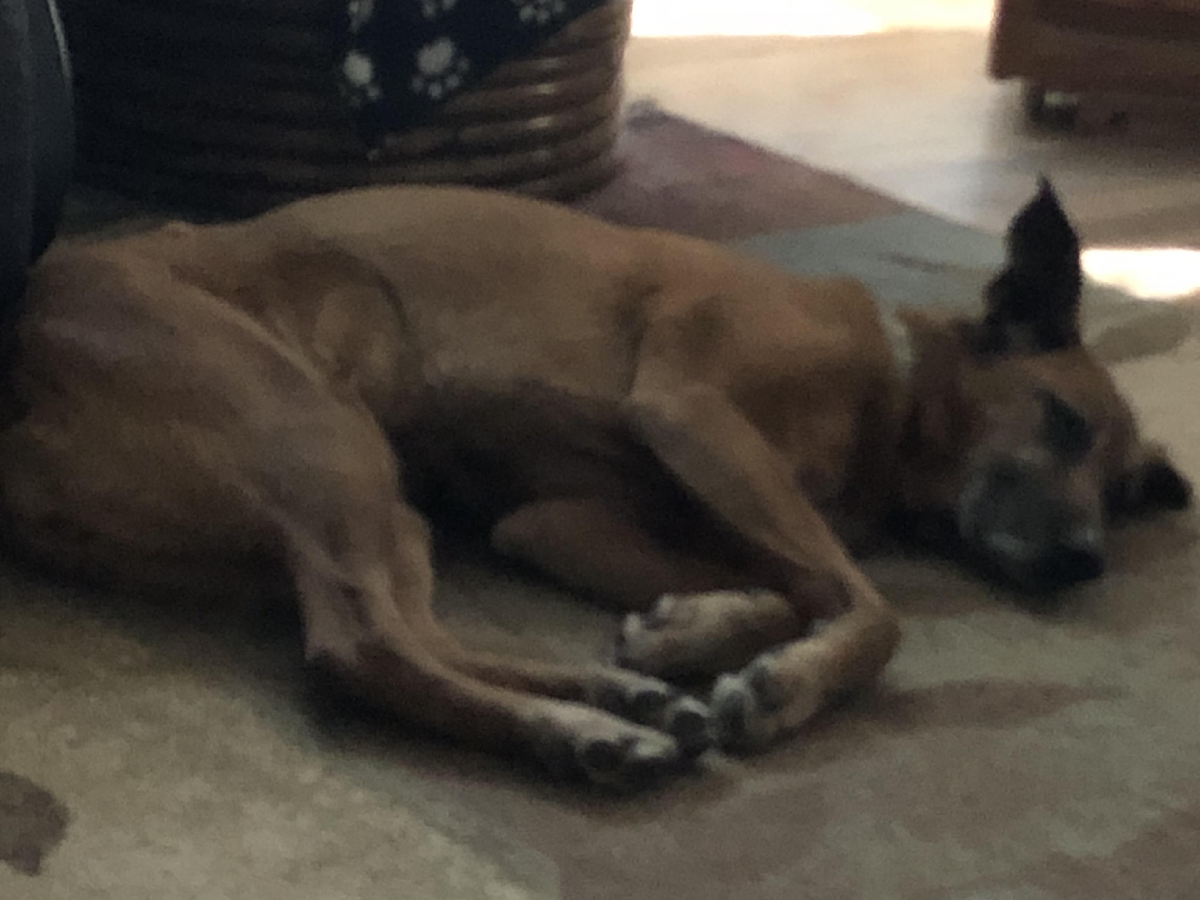 Enlarge Mo, a Adoptable mixed breed in Rough And Ready, CA image 3/4