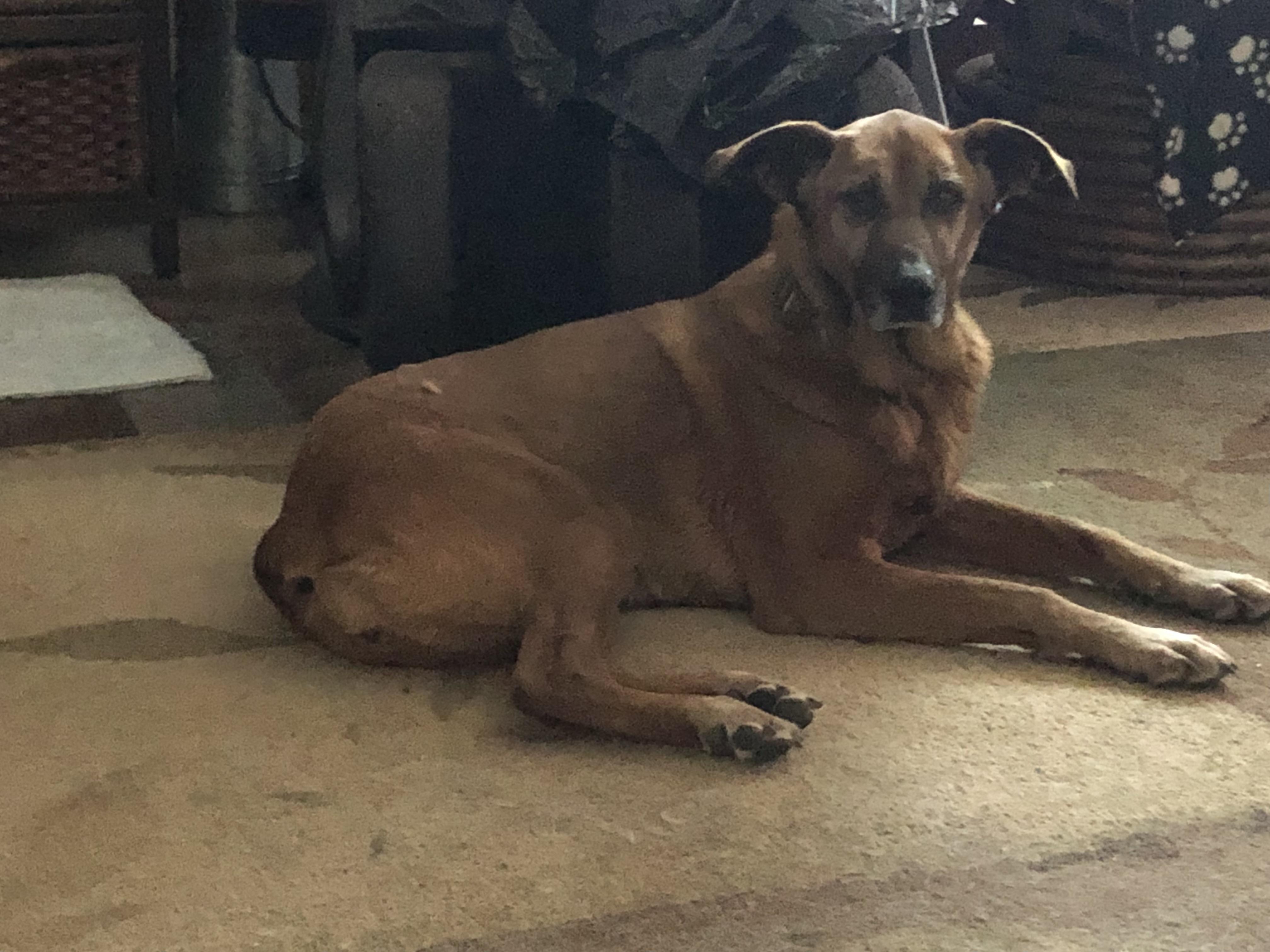 Enlarge Mo, a Adoptable mixed breed in Rough And Ready, CA image 4/4