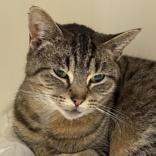 Enlarge Winn Dixie , a ADOPTABLE Domestic Short Hair in Lansing, MI image 1/1
