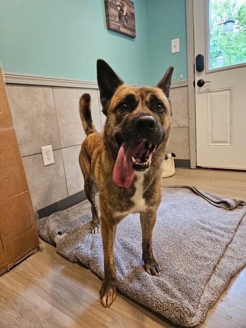 Enlarge Ari, a Adoptable mixed breed in Hummelstown, PA image 5/5
