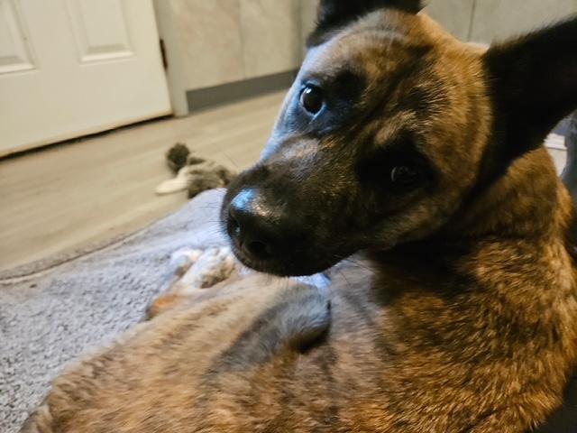 Enlarge Ari, a Adoptable mixed breed in Hummelstown, PA image 4/5