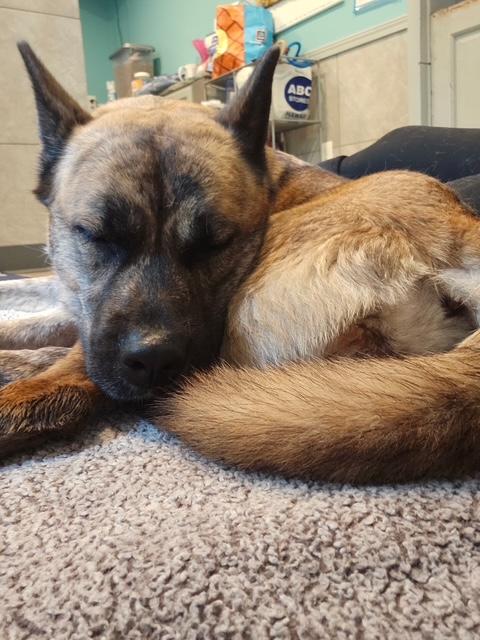 Enlarge Ari, a Adoptable mixed breed in Hummelstown, PA image 2/5