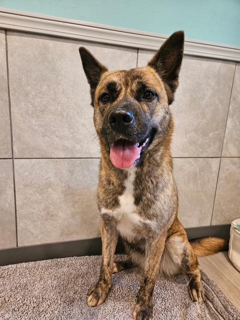 Ari, Adoptable, Young Female Belgian Shepherd / Malinois & Akita.