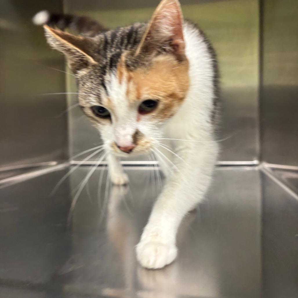 Enlarge Vivian, a Adoptable Domestic Short Hair in Brookfield, MO image 1/1