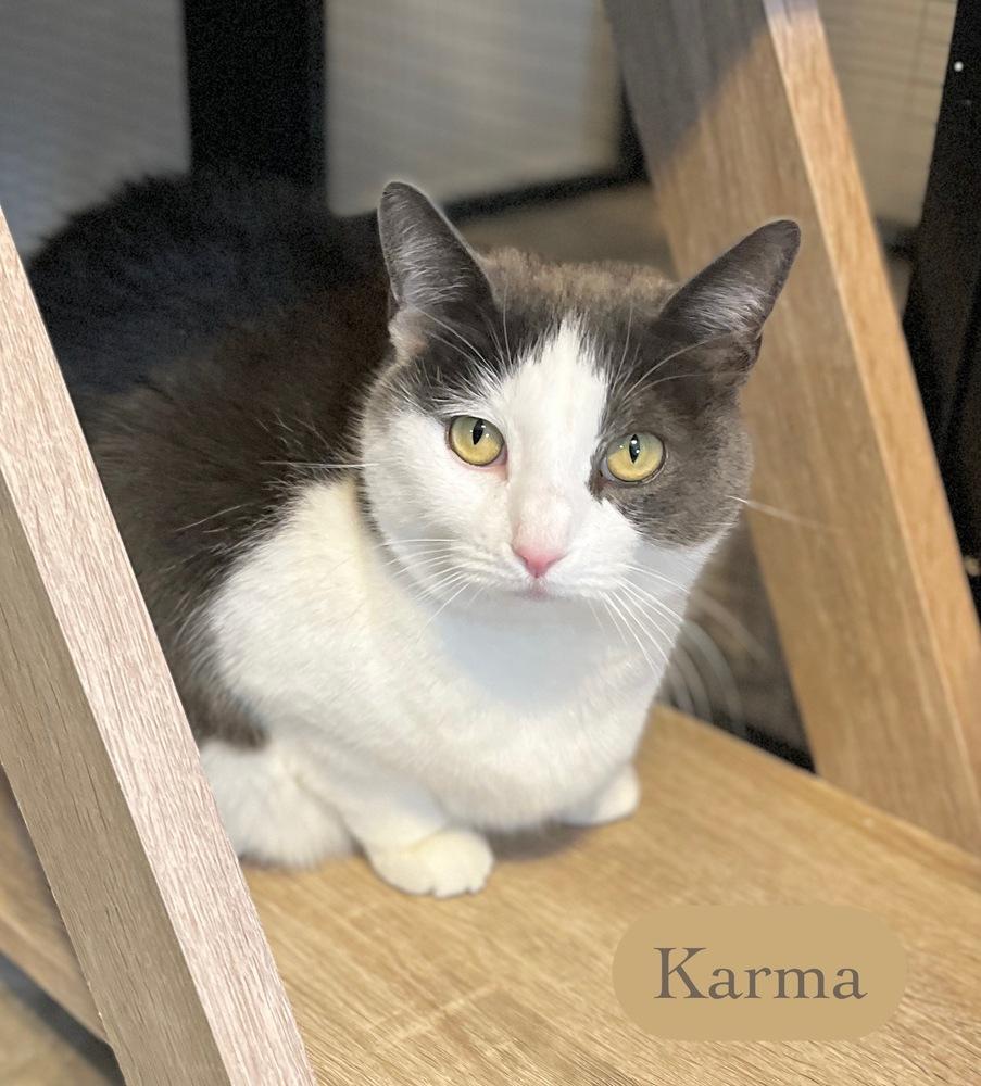 Enlarge Karma, a Adoptable Domestic Short Hair in Chalfont, PA image 1/5