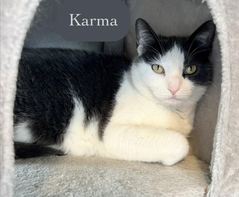 Karma, Adoptable, Adult Female Domestic Short Hair.