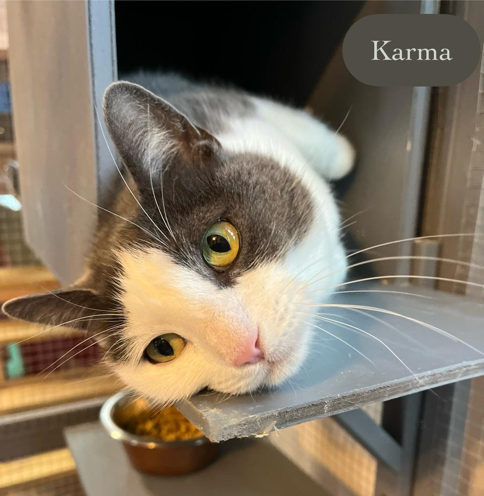 Karma, Adoptable, Adult Female Domestic Short Hair.