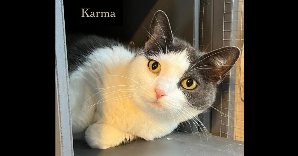Enlarge Karma, a Adoptable Domestic Short Hair in Chalfont, PA image 2/3