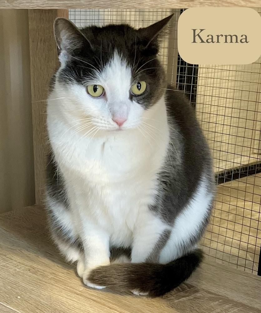 Enlarge Karma, a Adoptable Domestic Short Hair in Chalfont, PA image 3/5