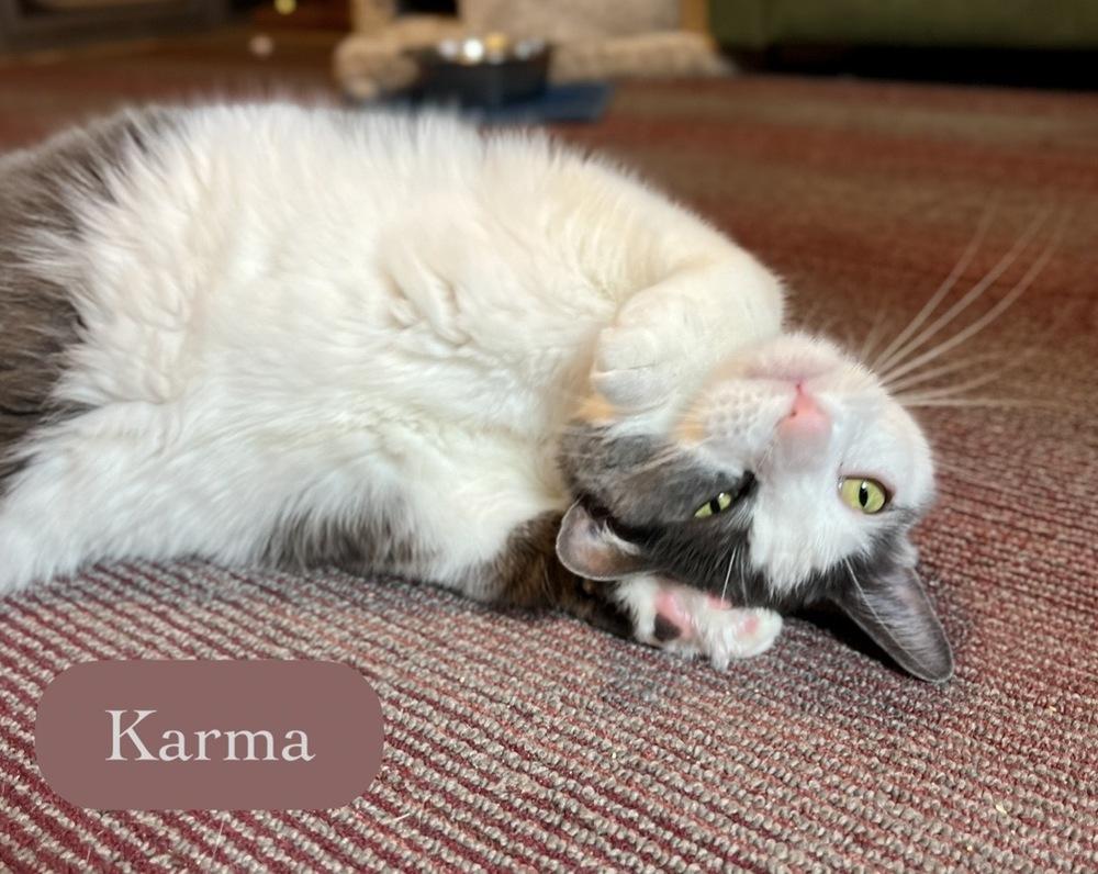 Enlarge Karma, a Adoptable Domestic Short Hair in Chalfont, PA image 4/6