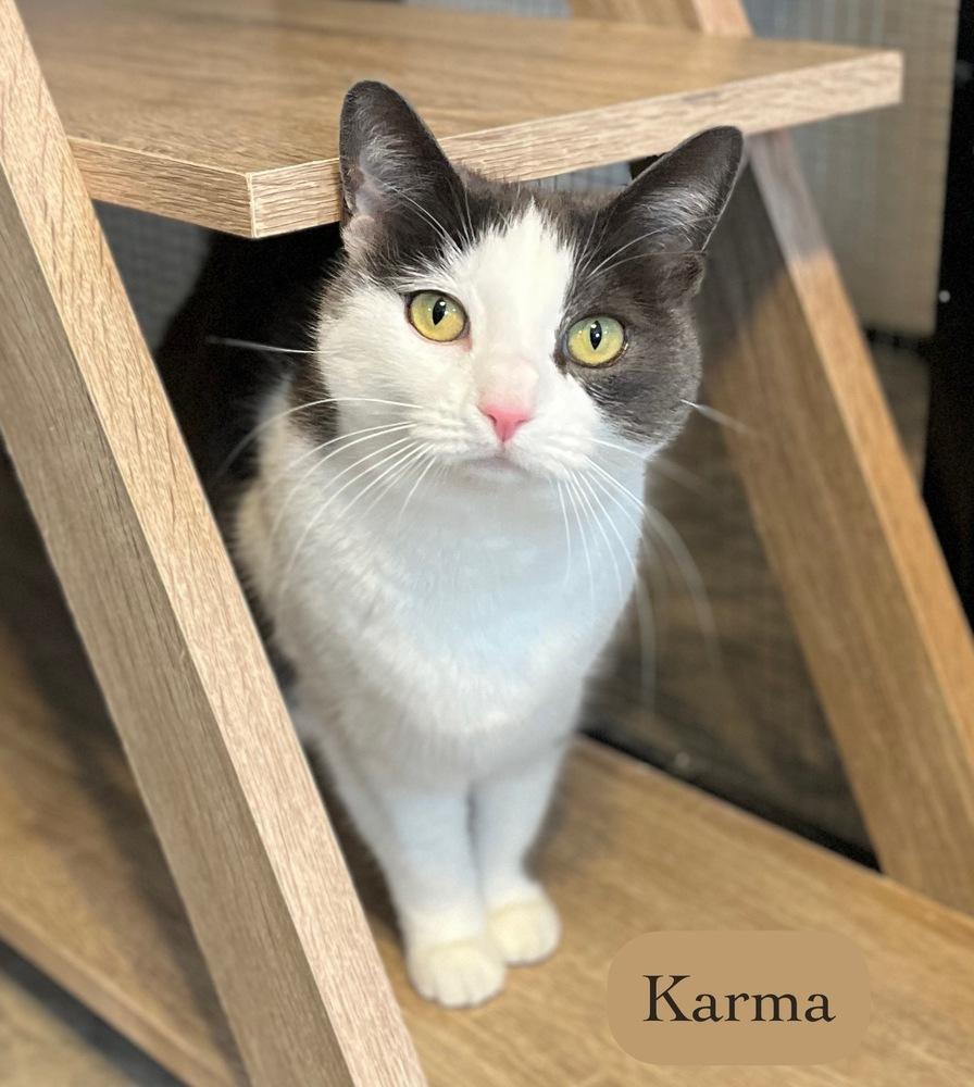 Enlarge Karma, a Adoptable Domestic Short Hair in Chalfont, PA image 5/6