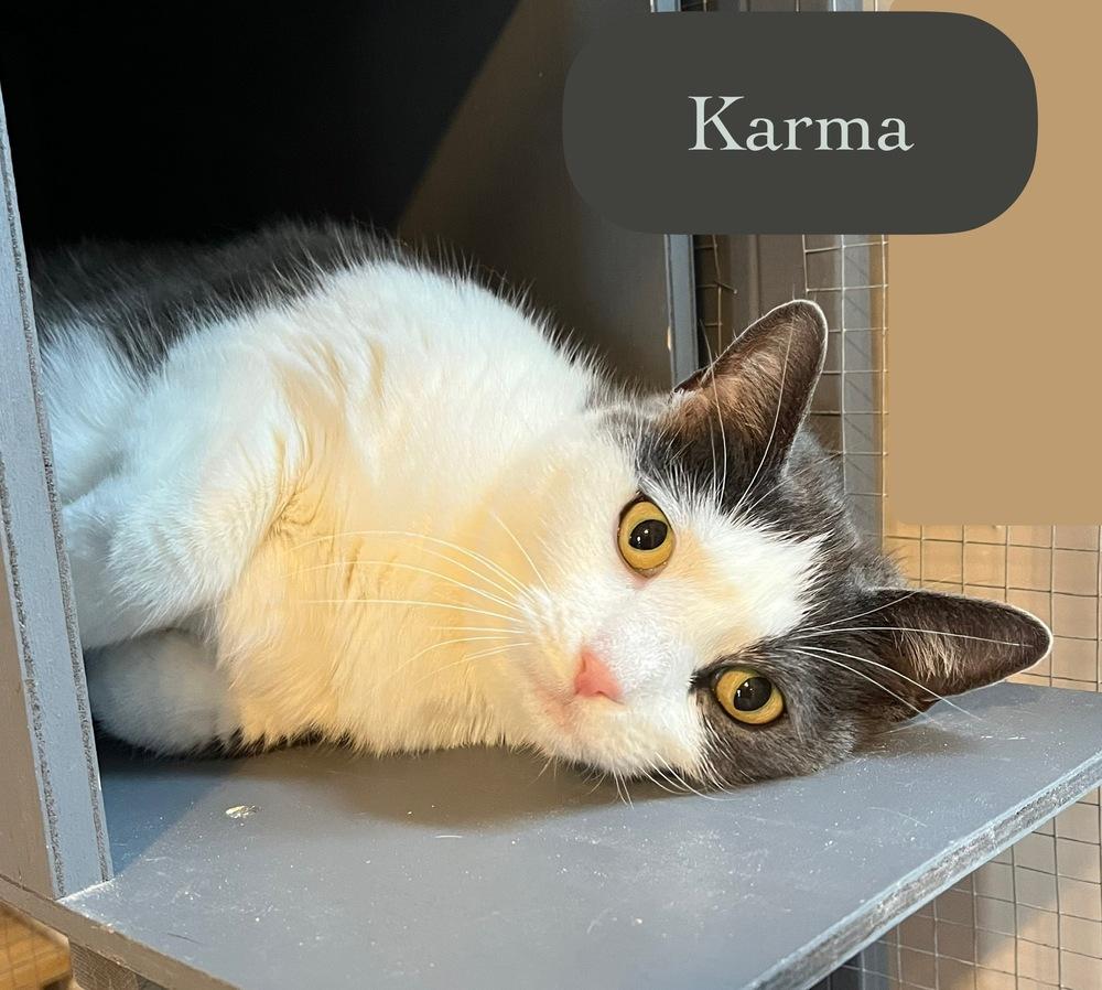 Enlarge Karma, a Adoptable Domestic Short Hair in Chalfont, PA image 3/3