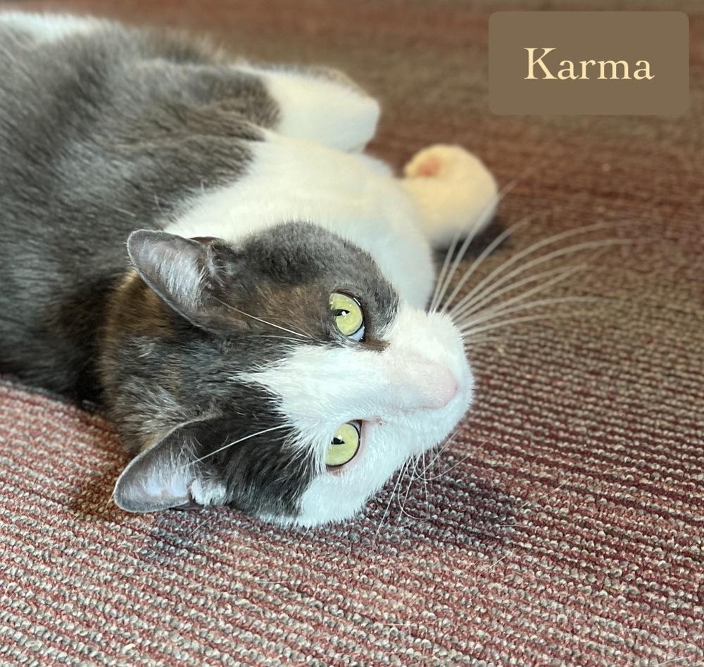 Enlarge Karma, a Adoptable Domestic Short Hair in Chalfont, PA image 6/6