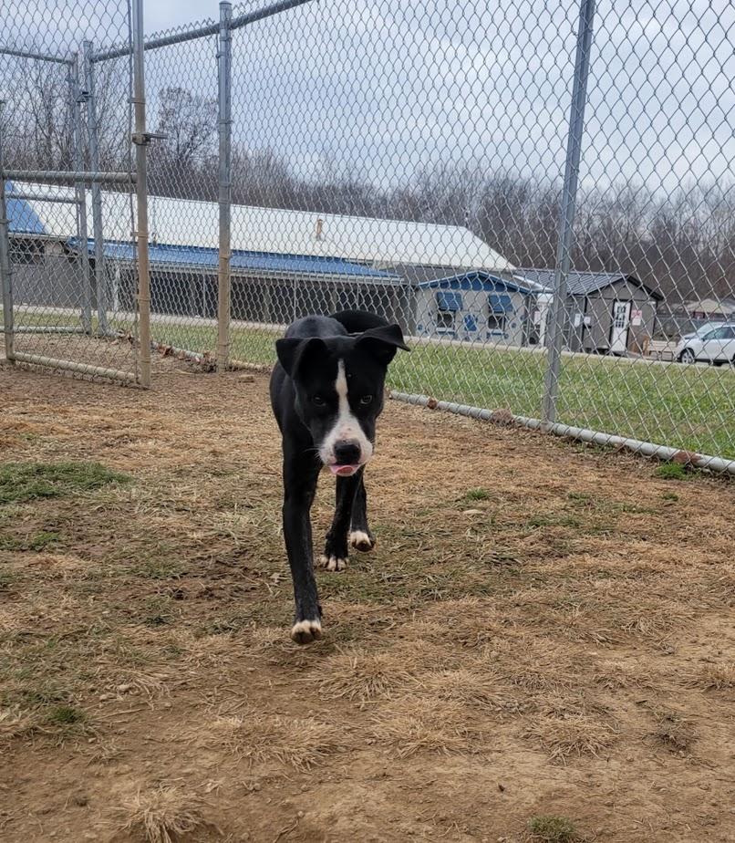 Brian 420-65, ADOPTABLE, Young Male Boxer.