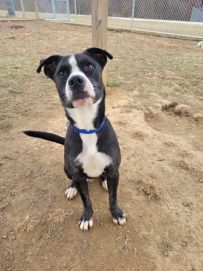 Brian 420-65, a ADOPTABLE mixed breed in Cambridge, OH image 2/5