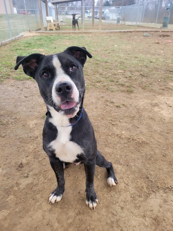 Brian 420-65 (CELL DOG), ADOPTABLE, Young Male Boxer.