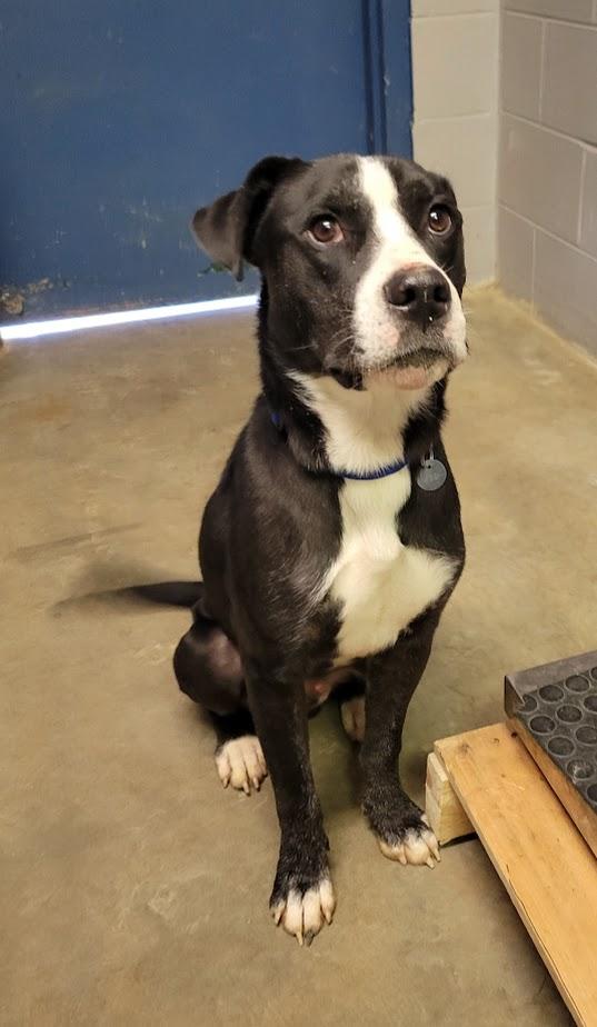 Brian 420-65, a ADOPTABLE mixed breed in Cambridge, OH image 4/5