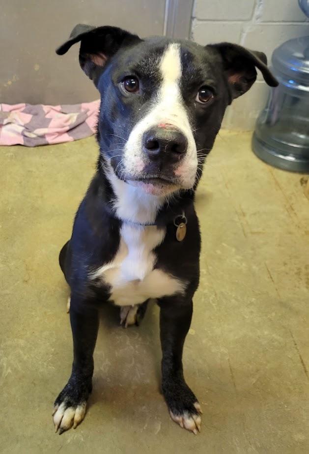 Brian 420-65, a ADOPTABLE mixed breed in Cambridge, OH image 5/5