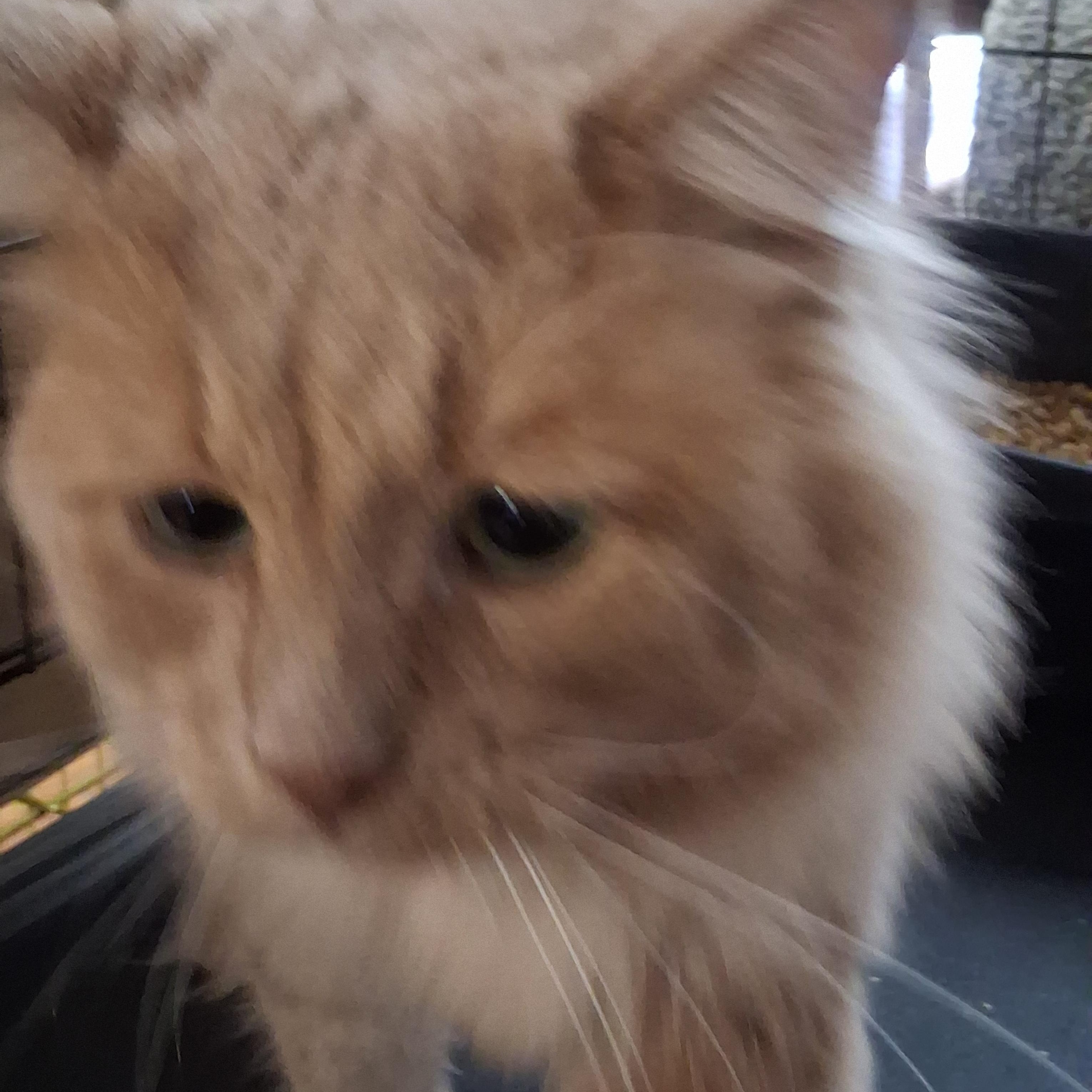 Enlarge Valentino, a Adoptable Domestic Long Hair in Coldwater, MI image 1/1