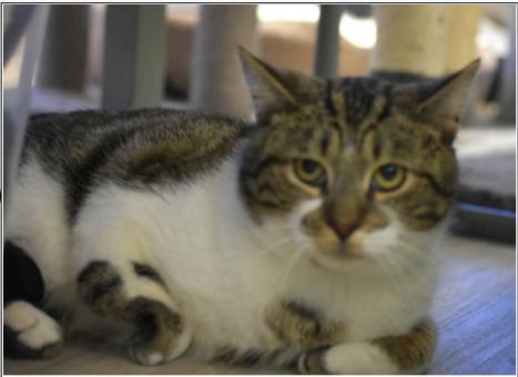 Gabe, Adoptable, Young Male Domestic Short Hair & Tabby.