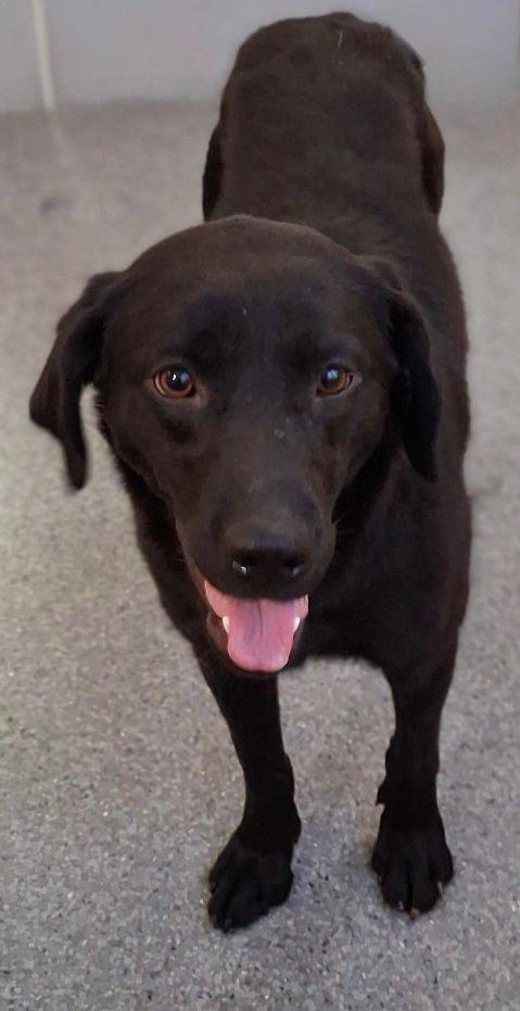 Bambi, Adoptable, Adult Female Labrador Retriever.