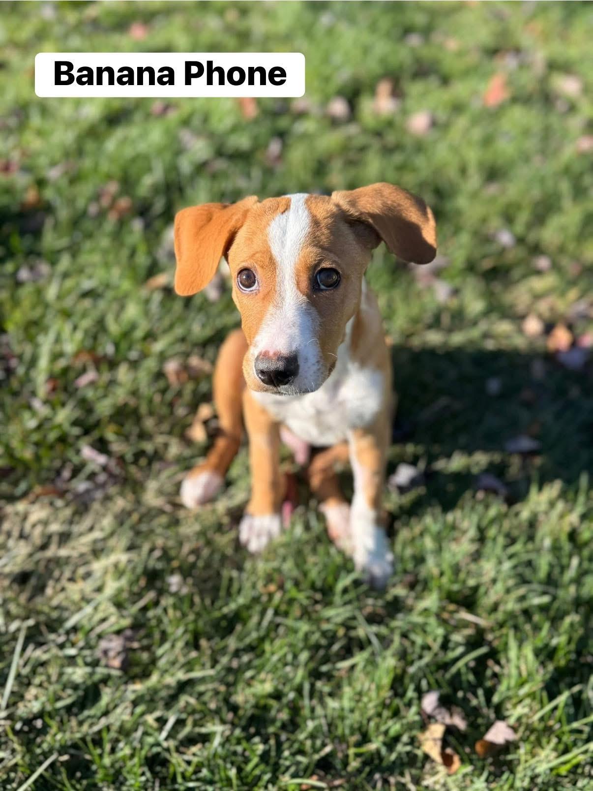 Enlarge Banana Phone, an adoptable mixed breed in Elburn, IL image 1/6
