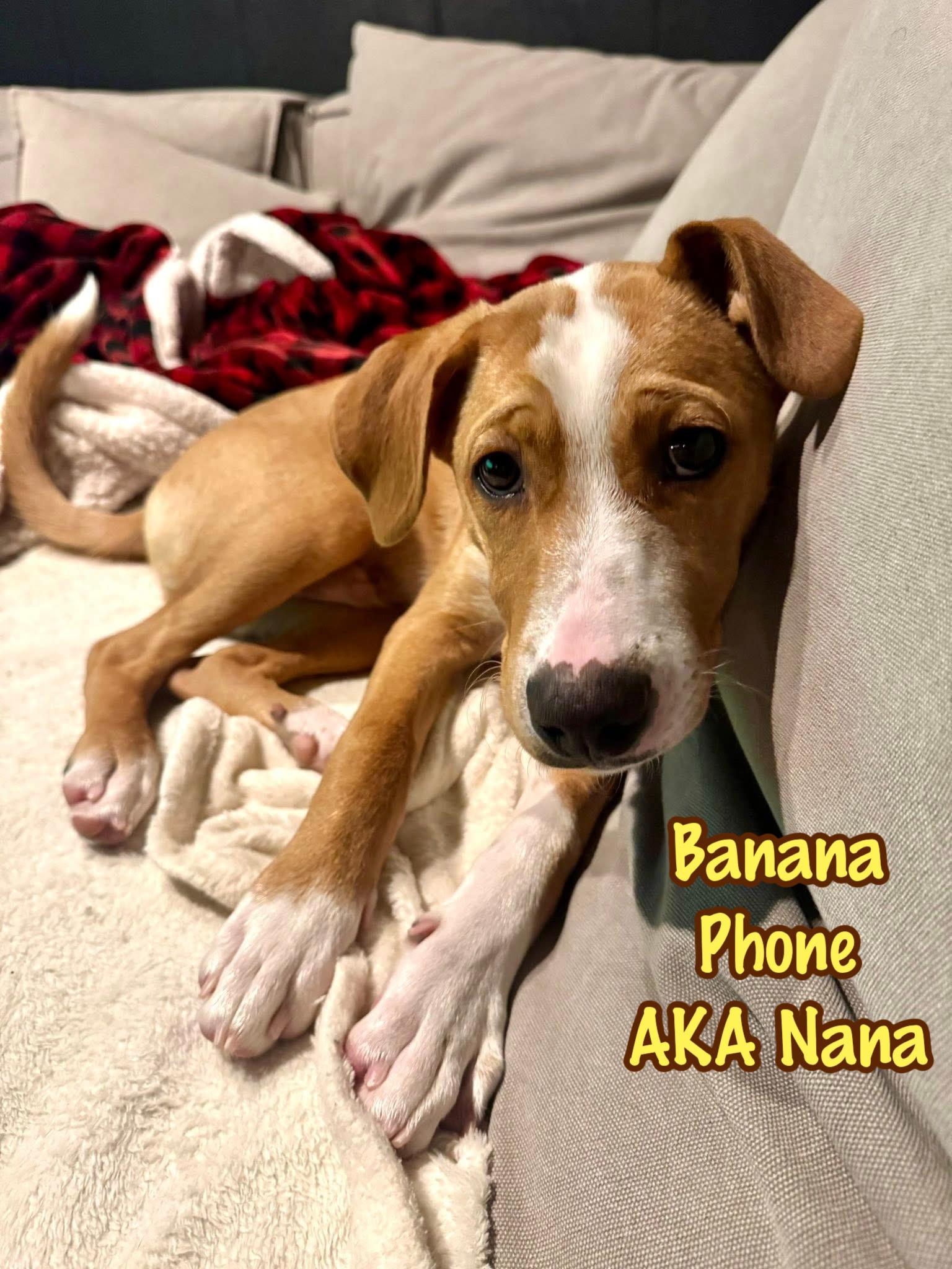 Banana Phone, adoptable, Young Male Hound.