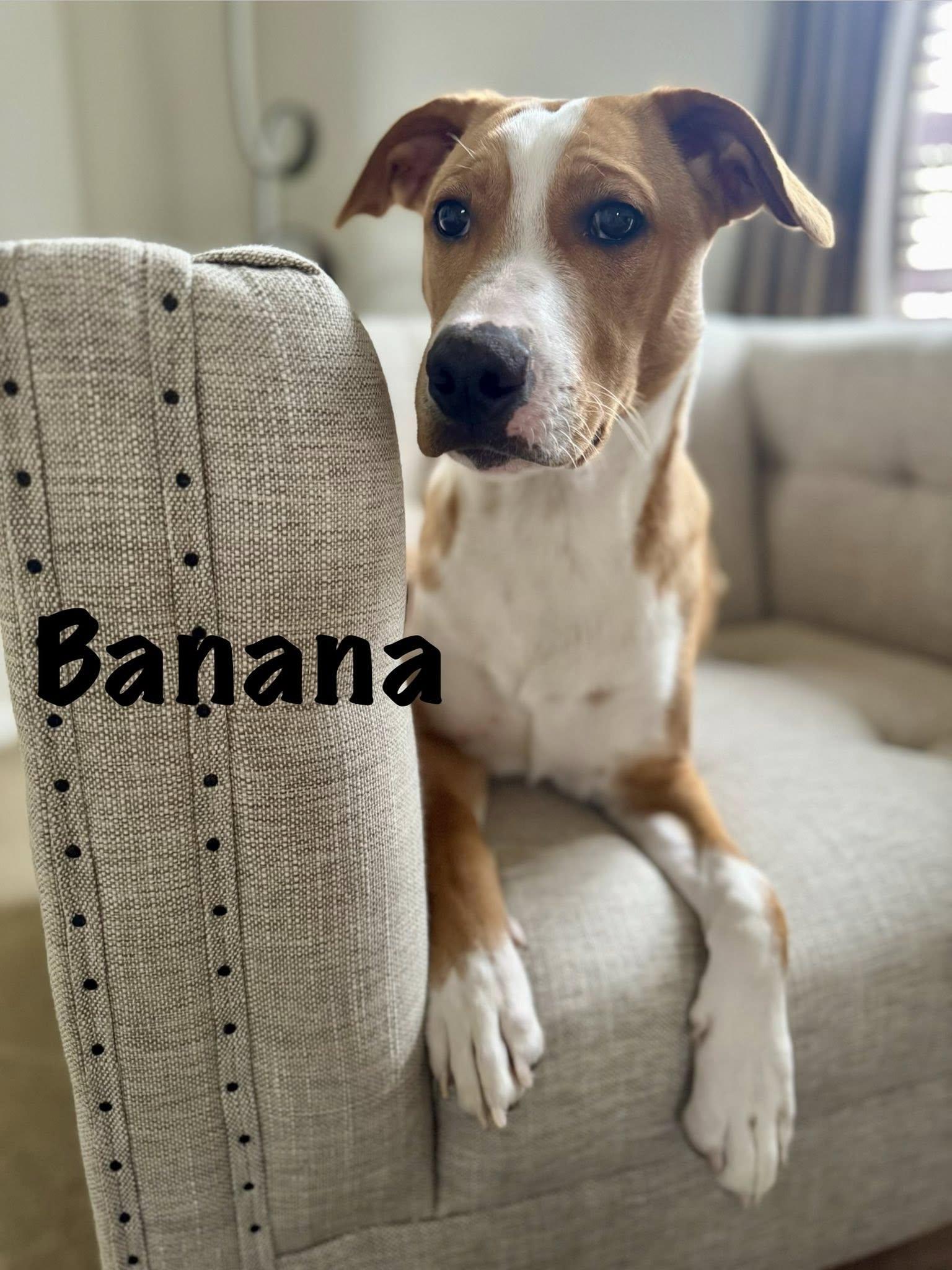 Enlarge Banana Phone AKA Nani, an adoptable mixed breed in Elburn, IL image 2/6
