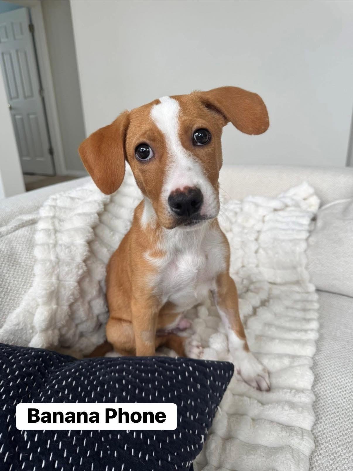 Enlarge Banana Phone, an adoptable mixed breed in Elburn, IL image 2/6