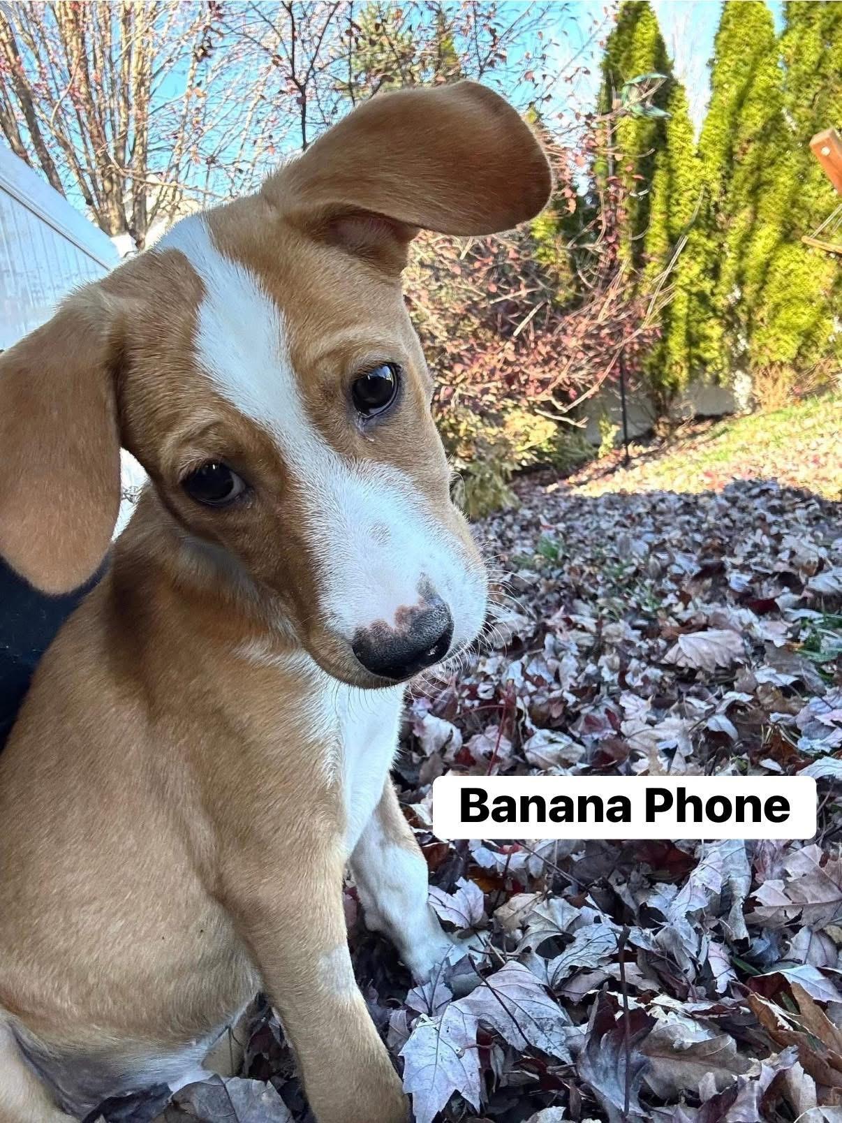 Banana Phone