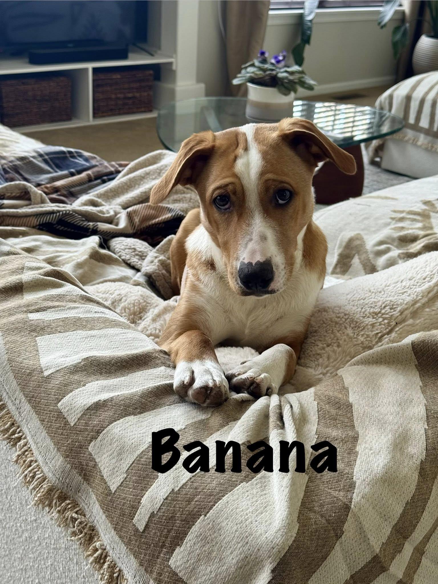 Enlarge Banana Phone AKA Nani, an adoptable mixed breed in Elburn, IL image 3/6