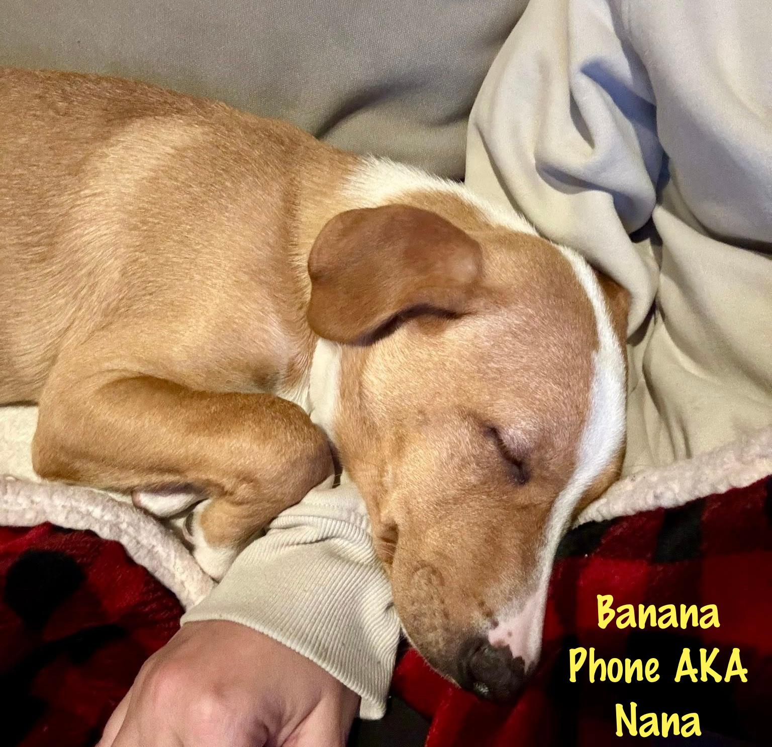 Enlarge Banana Phone AKA Nana, an adoptable mixed breed in Elburn, IL image 6/6