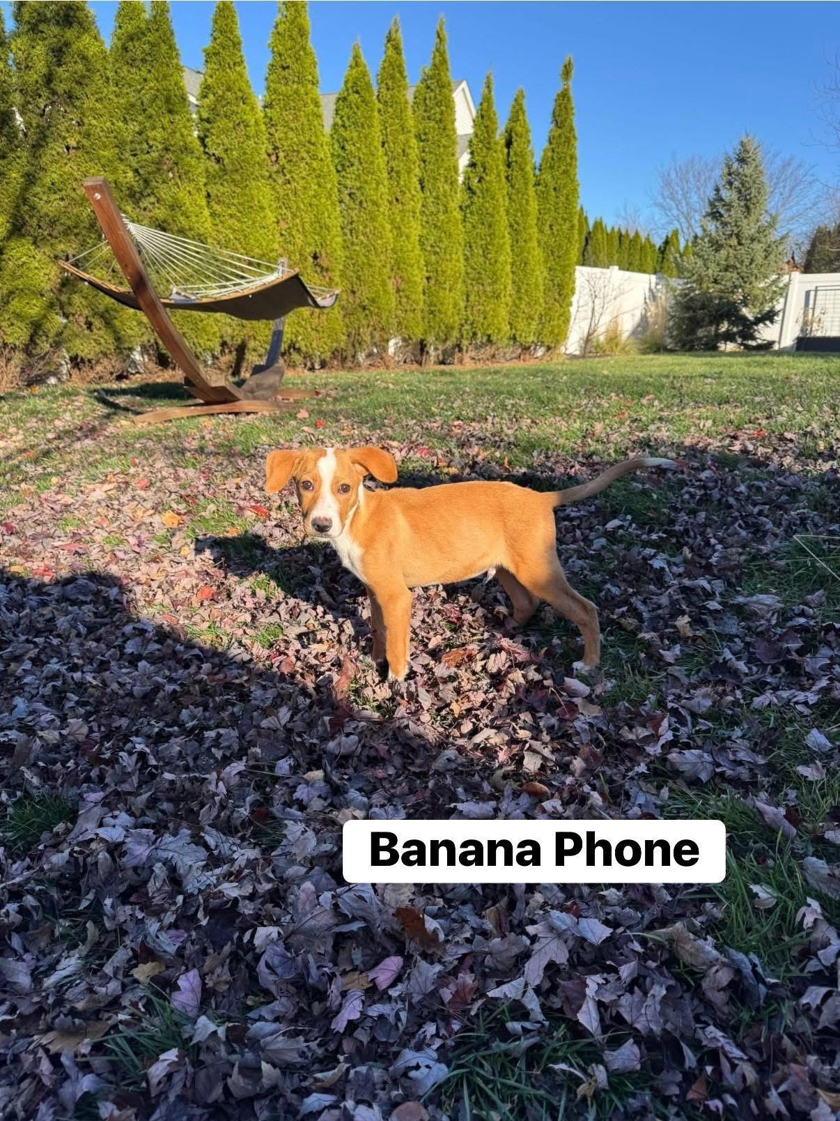 Banana Phone