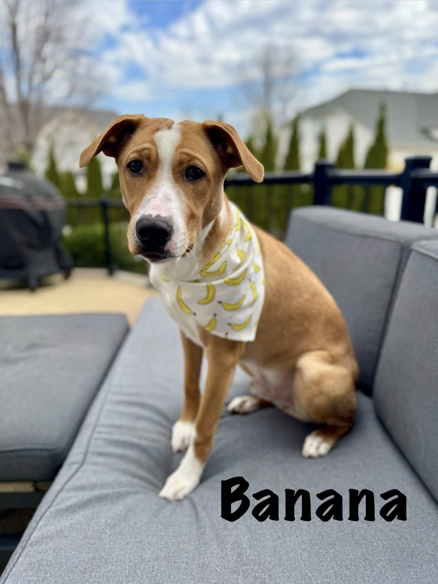 Banana Phone AKA Nani, adoptable, Young Male Hound.