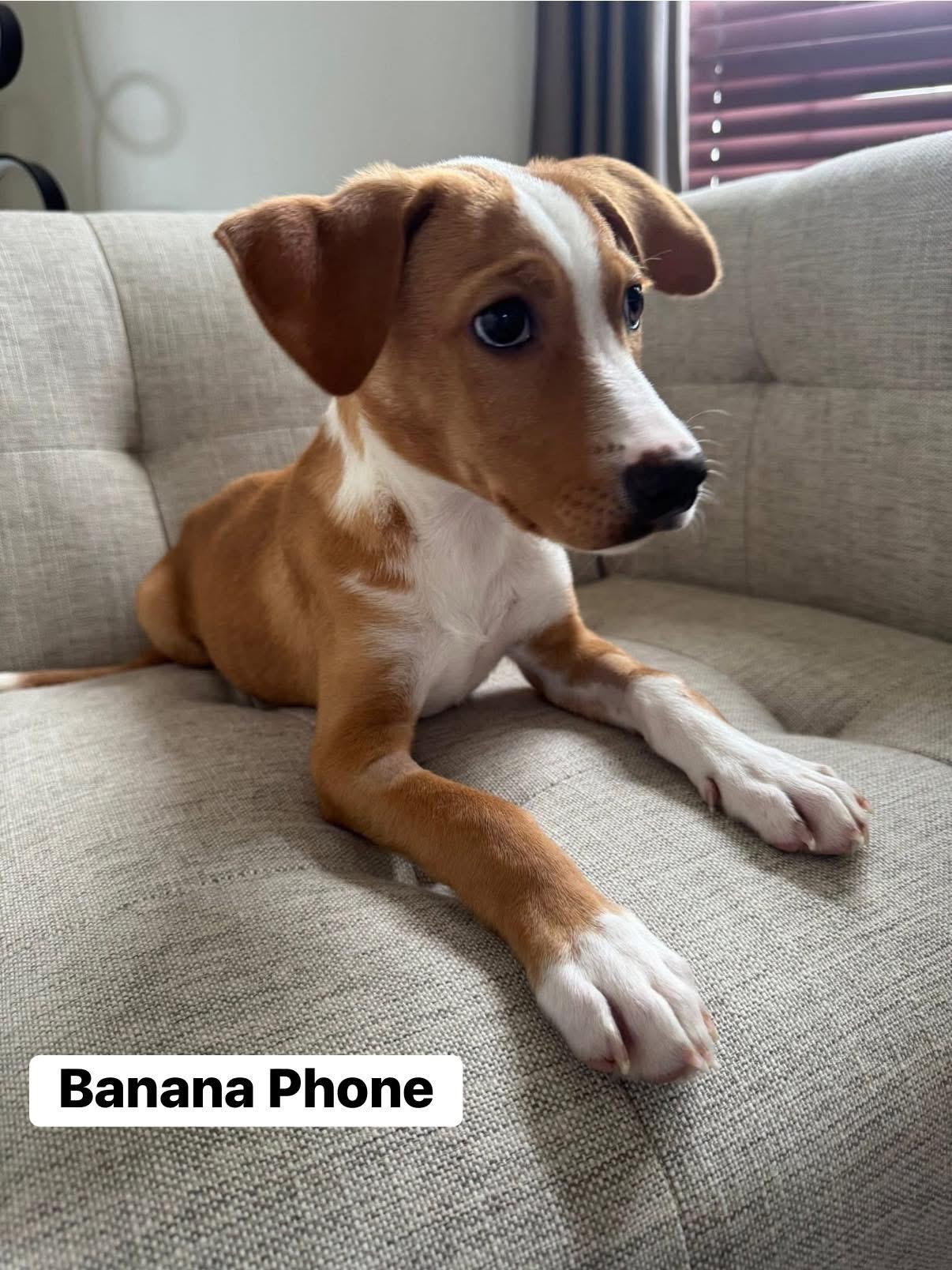 Banana Phone