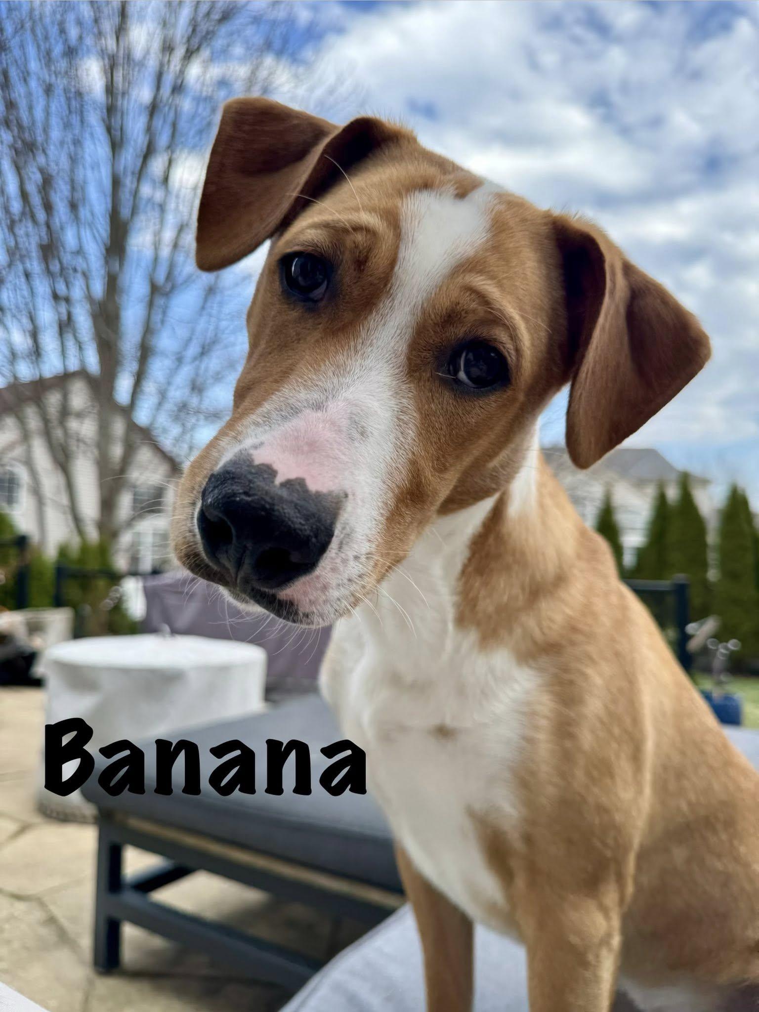 Enlarge Banana Phone AKA Nani, an adoptable mixed breed in Elburn, IL image 4/6