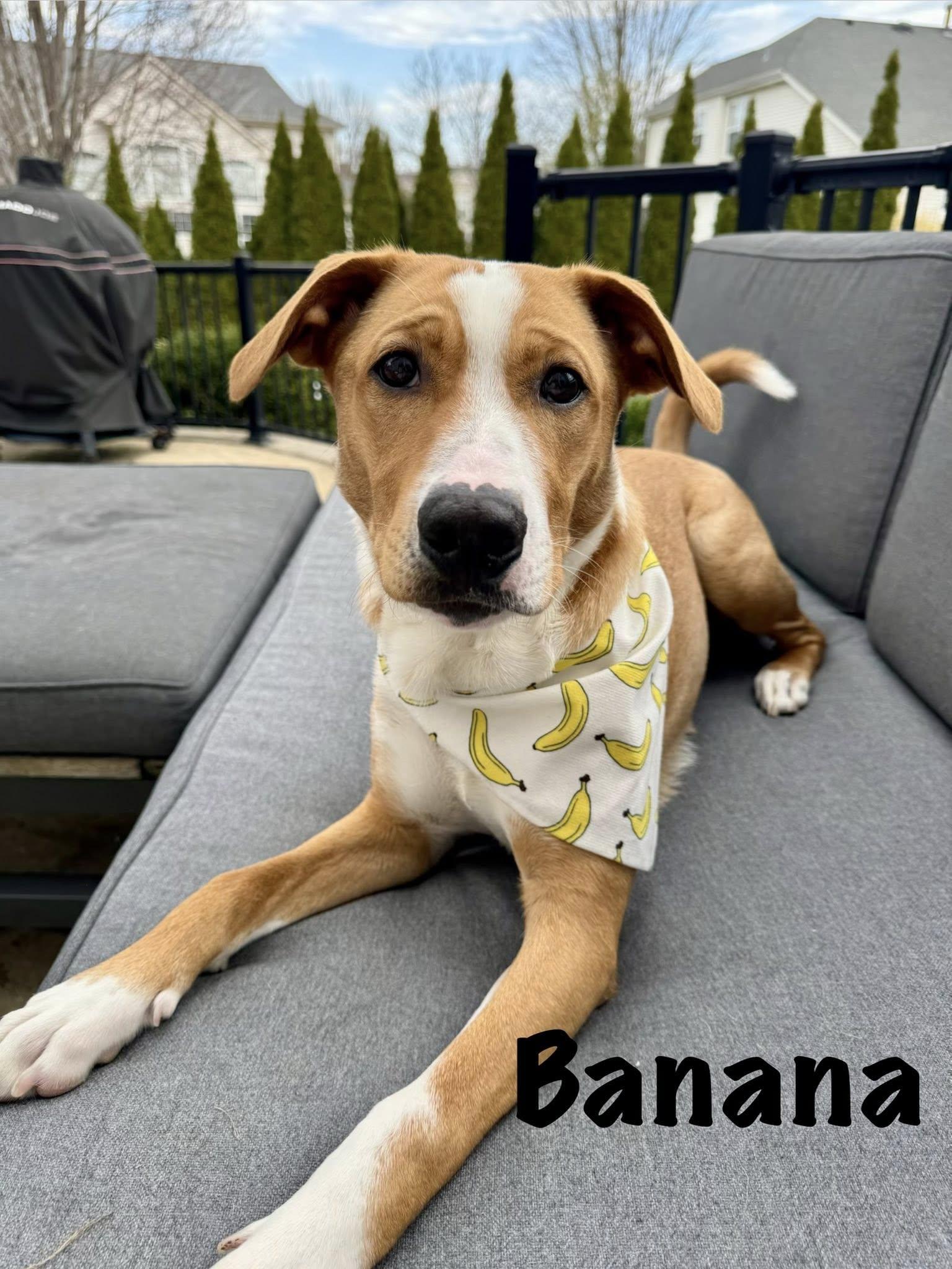 Enlarge Banana Phone AKA Nani, an adoptable mixed breed in Elburn, IL image 5/6