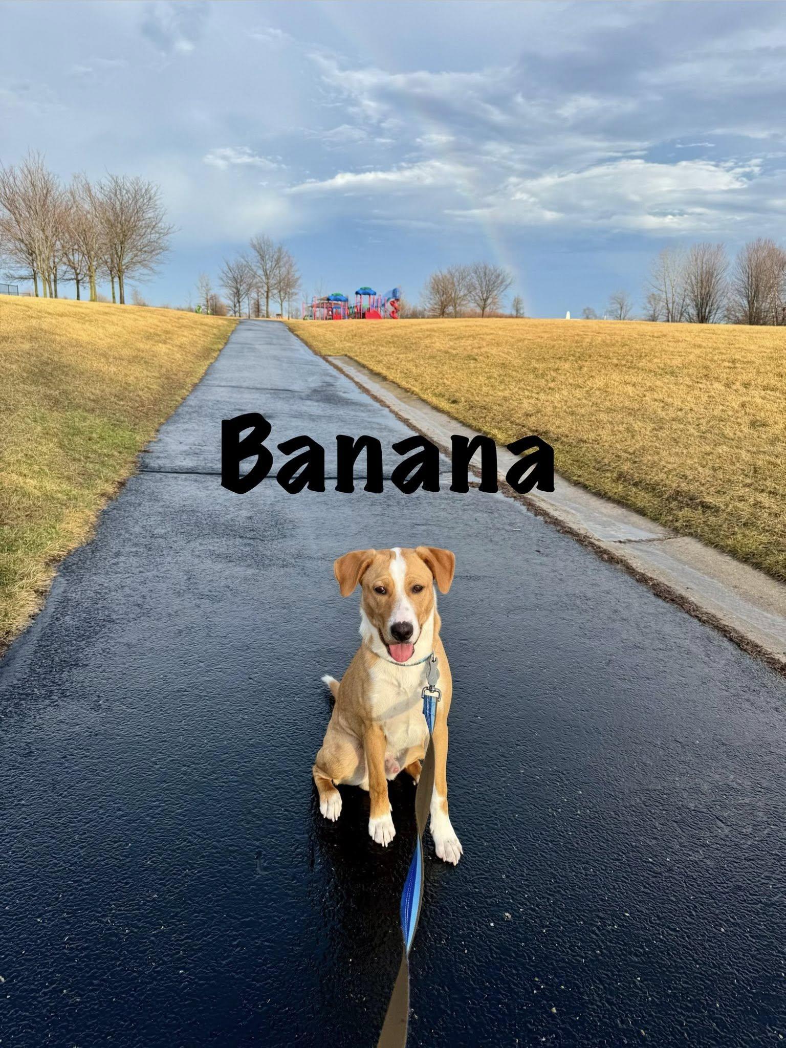 Enlarge Banana Phone AKA Nani, an adoptable mixed breed in Elburn, IL image 6/6