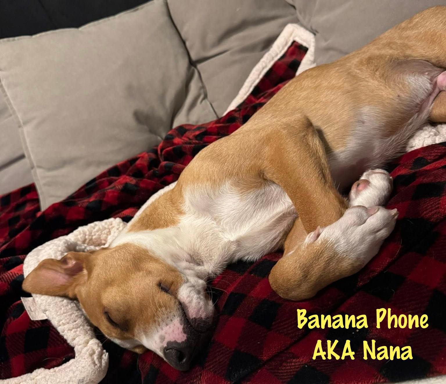 Enlarge Banana Phone AKA Nana, an adoptable mixed breed in Elburn, IL image 4/6