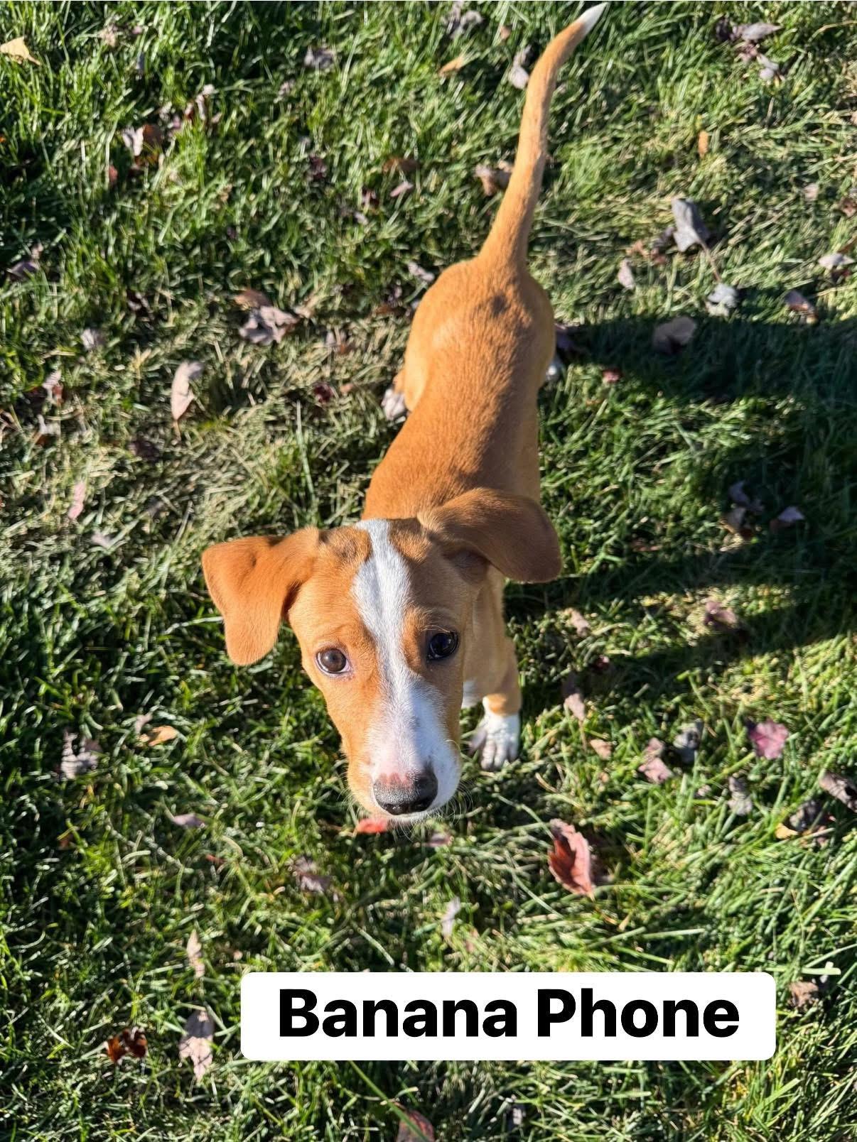 Enlarge Banana Phone, an adoptable mixed breed in Elburn, IL image 6/6